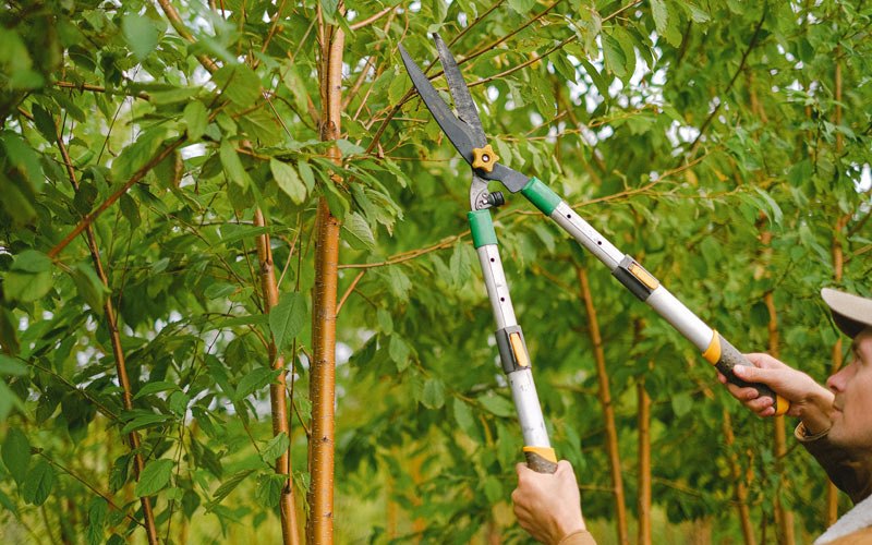 Tree trimming in Beersheba Springs, TN